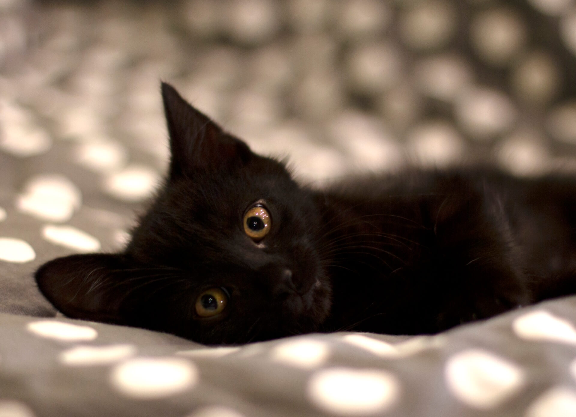 Macskapanziónk vendége