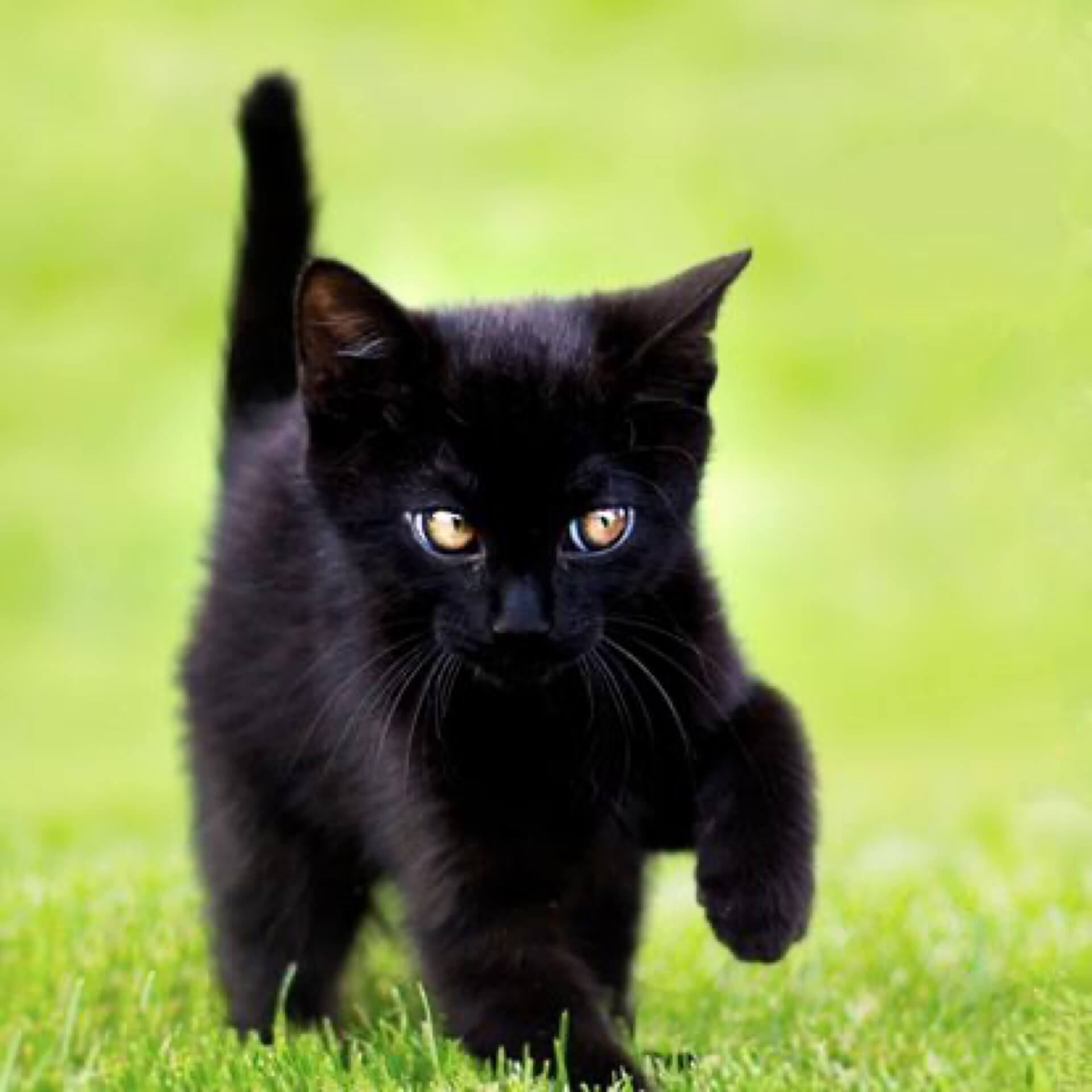 Macskapanziónk vendége