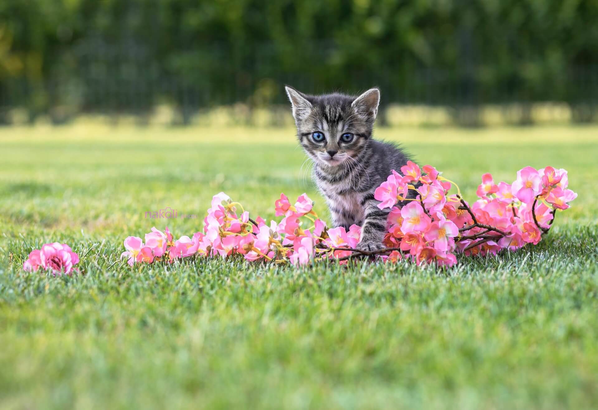 Macskapanziónk vendége