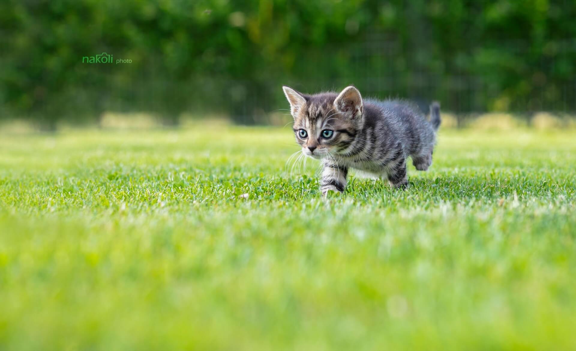Macskapanziónk vendége