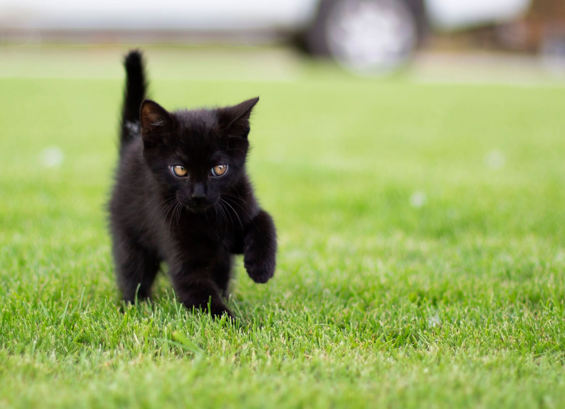 Macskapanziónk vendége