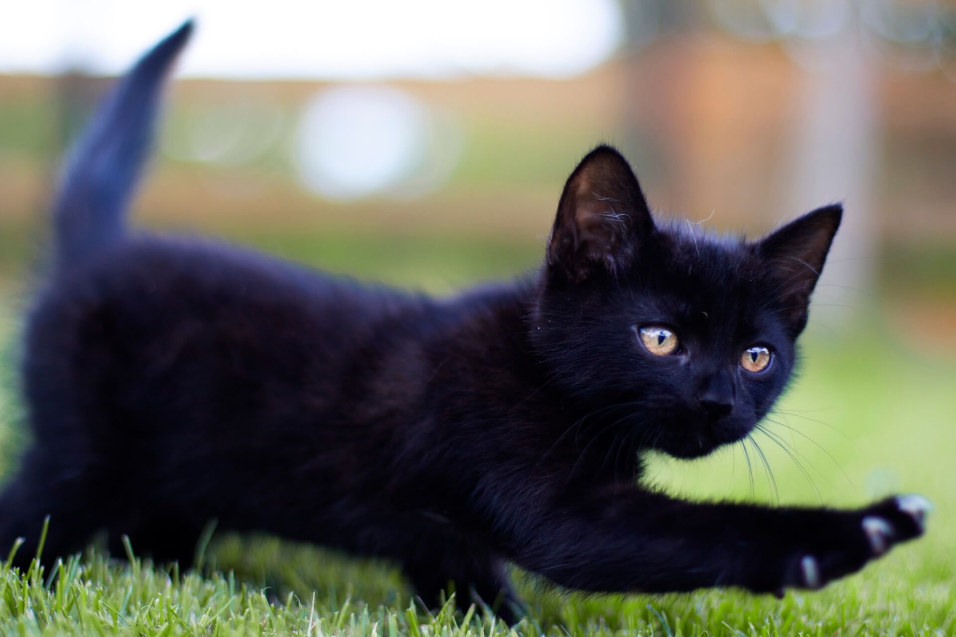 Macskapanziónk vendége