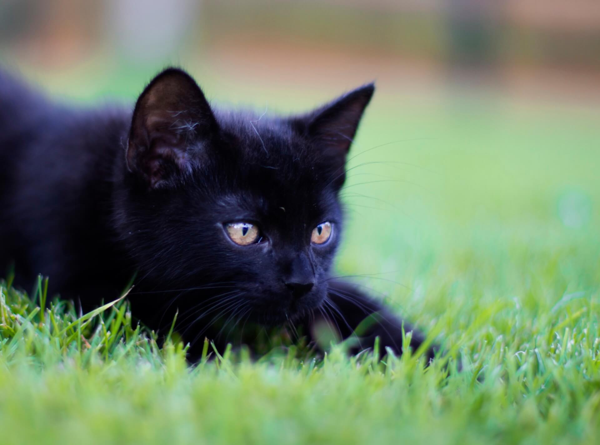 Macskapanziónk vendége