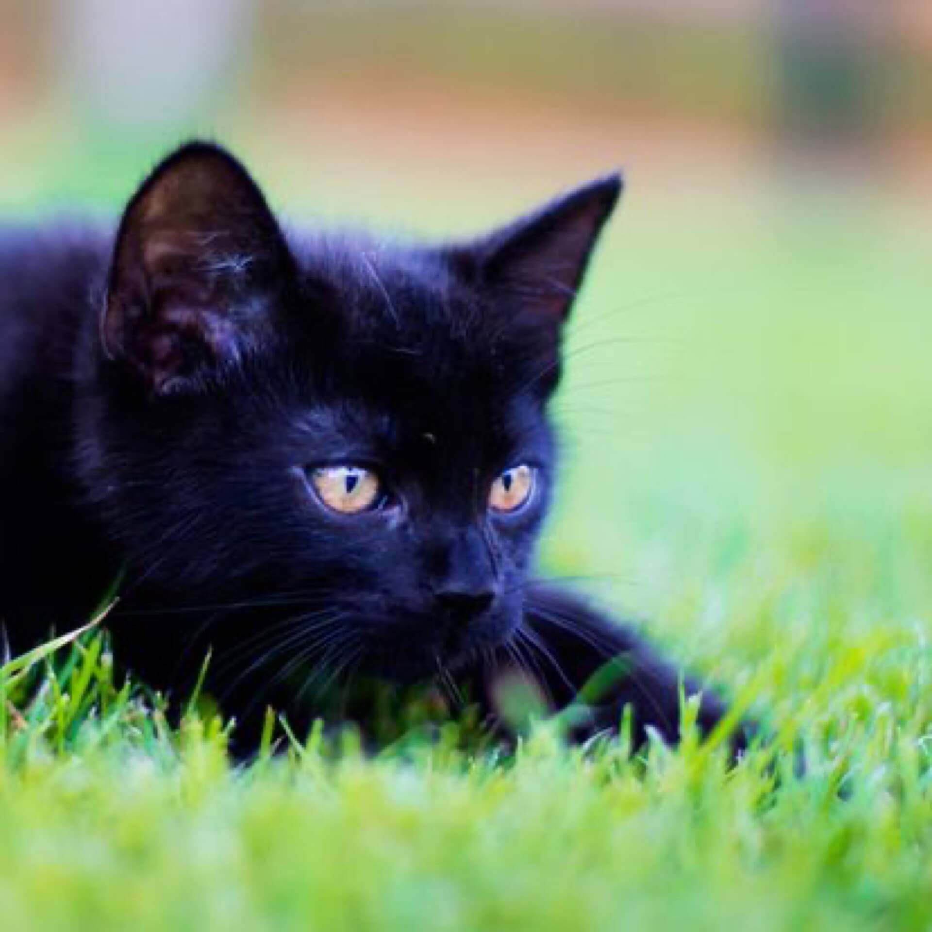 Macskapanziónk vendége